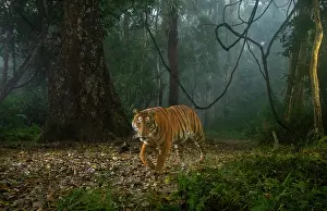Mist Prints: Bengal tiger (Panthera tigris tigris) walking through rainforest on a foggy morning