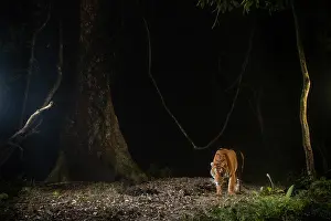 Tigris Regalis Prints: Bengal tiger (Panthera tigris tigris) walking through rainforest at night