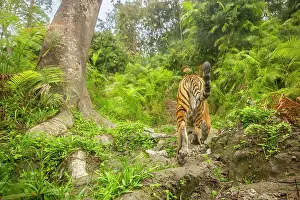 Tigris Regalis Prints: Bengal tiger (Panthera tigris tigris) walking thorugh cane forest