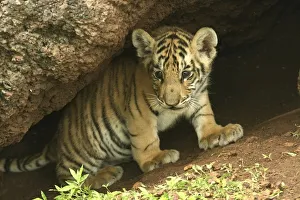 Images Dated 2nd July 2008: Bengal Tiger (Panthera tigris tigris) young cub, Pench National Park, Madhya Pradesh