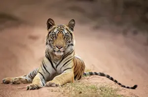 Tigress Prints: Bengal tiger (Panthera tigris tigris) young female
