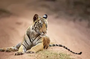 Tigress Prints: Bengal tiger (Panthera tigris tigris) young female