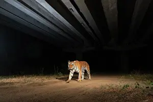 Bengal tiger (Panthera tigris) using the underpass of National Highway NH-44, the longest national highway in India, seen here passing through Pench Tiger Reserve, Madhya Pradesh