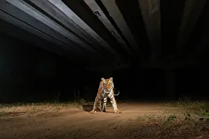 Surprise Prints: Bengal tiger (Panthera tigris) using the underpass of National Highway NH-44