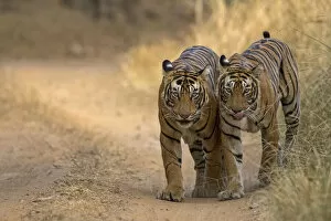 Bengal tiger (Panthera tigris), two walking along track side by side
