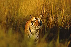 Tigers Gallery: Bengal tiger portrait {Panthera tigris tigris} Bandhavgarh NP, Madhya Pradesh, India