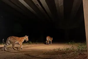 Road Prints: Bengal tigers (Panthera tigris)