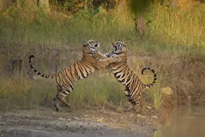 Bengal Tigers (Panthera tigris) sub-adults, approximately 17-19 months old, playfighting