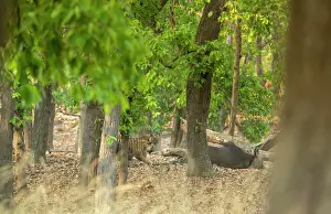 Cattle Prints: Two Bengal tigers (Panthera tigris tigris) feeding on Gaur (Bos gaurus) prey in forest