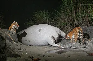 Elephas Prints: Two Bengal tigers (Panthera tigris tigris) feeding on Indian elephant (Elephas maximus indicus) kill at night