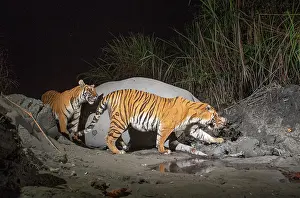 Elephas Prints: Two Bengal tigers (Panthera tigris tigris) feeding on Indian elephant (Elephas maximus indicus) kill at night