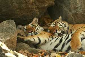 Bengal Tigers (Panthera tigris tigris) resting in the shade national park, India