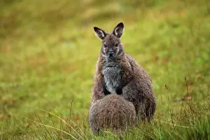 Suckling Prints: Bennett's wallaby (Notamacropus rufogriseus) female