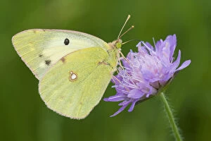 Images Dated 24th June 2009: Bergers clouded yellow butterfly (Colias alfacariensis) on flower, Liechtenstein