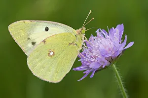 Bergers clouded yellow butterfly (Colias alfacariensis) on flower, Liechtenstein