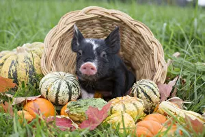 Autumn Gallery: Berkshire piglet in a basket among squashes in early autumn; Rhode Island, USA. October