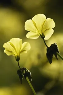 Images Dated 1st April 2009: Bermuda buttercup (Oxalis pes caprae) flowers, Akamas peninsula, Cyprus, May 2009