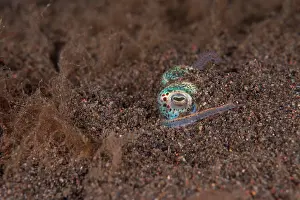 Eyes Prints: Berry's bobtail squid (Euprymna Berryi)