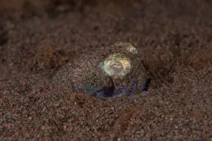 Ambush Prints: Berry's bobtail squid (Euprymna Berryi) hiding in the sand waiting for prey