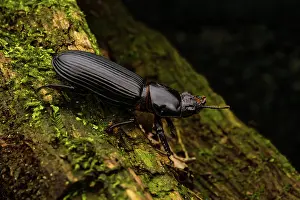 Queensland Prints: Bess beetle (Pharochilus punctiger) resting on moss-covered log at night