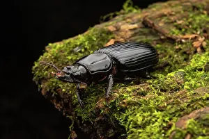 Queensland Prints: Bess beetle (Pharochilus punctiger) resting on moss-covered log at night