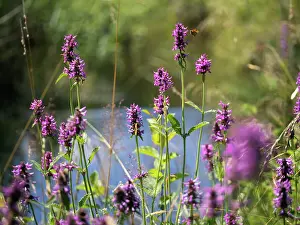 Labiatae Prints: Betony (Betonica officinalis) in flower, Upper Bavaria, Germany. July