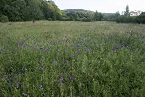 Images Dated 3rd July 2009: Betony (Stachys sp) flowering in a meadow, Central Moldova, July 2009