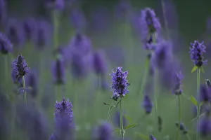 Moldova Prints: Betony (Stachys sp) flowers, Central Moldova, July
