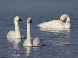 Three Prints: Bewicks swan (Cygnus columbianus bewickii) adults swimming on a marshland pool