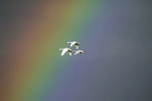 2018 February Highlights Gallery: Bewicks swan (Cygnus columbianus) in flight with rainbow, Gloucestershire, England