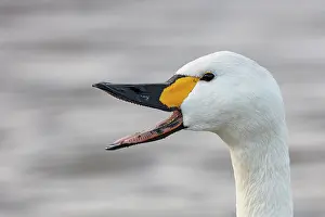 True Swan Prints: Bewick's swan (Cygnus columbianus) honking