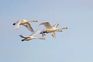 Four Bewick's swans (Cygnus columbianus) in flight, Horning, Norfolk, UK. January
