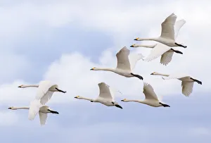 Formation Prints: Bewicks swans (Cygnus columbianus) small flock in flight, Gloucestershire, UK