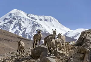 Bharal / Blue sheep (Pseudois nayaur) herd standing on a rocky slope