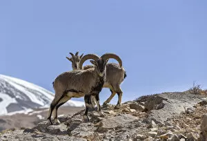 Images Dated 24th August 2021: Bharal / Blue sheep (Pseudois nayaur) male and female, Himalaya Mountains