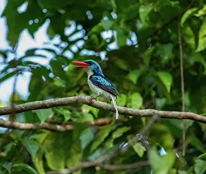 Kingfisher Prints: Biak paradise kingfisher (Tanysiptera riedelii) perched on branch
