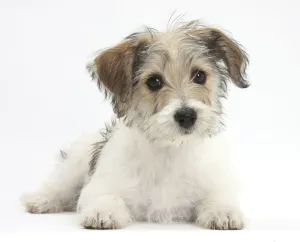 White Background Prints: Bichon Fris x Jack Russell Terrier puppy, Bindi, 12 weeks, lying with head up, against