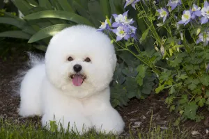 Hairstyle Prints: Bichon frise beside Colorado blue columbine (Aquilegia coerulea) flowers. Old Lyme