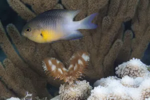 Amblypomacentrus Gallery: Bicolor damselfish (Stegastes partitus), Guanahacabibes Peninsula National Park