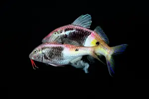 Mullidae Prints: Bicolor goatfish (Parupeneus barberinoides) pair spawning in the early evening