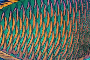 North Africa Gallery: Bicolor parrotfish (Cetoscarus bicolor) male, scales detail, Sharm El Sheikh, Sinai, Egypt, Red Sea
