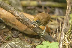 Holding In Mouth Prints: Bicolored antbird (Gymnopithys bicolor) feeding on cricket prey