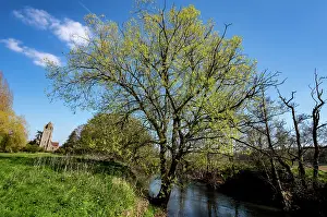 Growth Prints: Bifurcate crack willow (Salix fragilis furcata) with catkins growing along banks of River Lugg SSSI