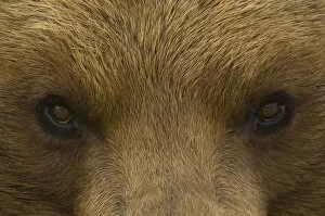 Animal Face Gallery: Big close up of the eyes of a European Brown bear (Ursus arctos) captive