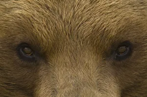 Threats Prints: Big close up of the eyes of a European Brown bear (Ursus arctos) captive