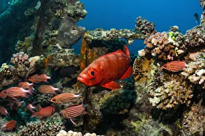 Big-eye or Goggle-eye (Priacanthus hamrur) and Crown squirrelfish (Sargocentron diadema)