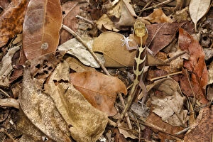 Hidden In Nature Gallery: Big eyed / headed gecko {Paroedura pictus} camouflaged on forest floor. Dry deciduous forest