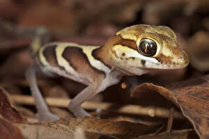 Big eyed / headed gecko {Paroedura pictus} on forest floor. Dry deciduous forest, Kirindy Forest