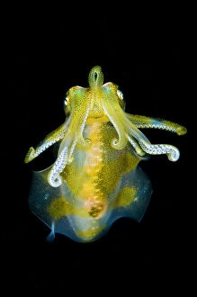 Big fin reef squid (Sepioteuthis lessoniana) descends from open water to the reef at night