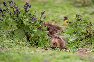 Carduelinae Prints: Big-headed African mole-rat (Tachyoryctes macrocephalus)